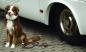 Preview: Hundehalterung Dog-Sitter, auch f.große Hunde, Aluminiumplatte
